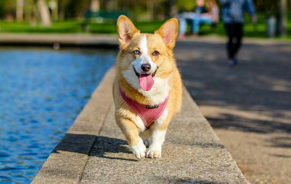 Fenced dog parks and fun runs