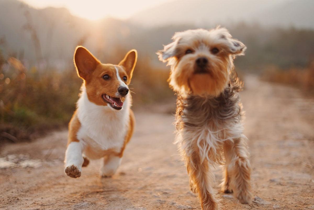 Behavior Modification Dog Training What Works and What Dog Owners Should Know